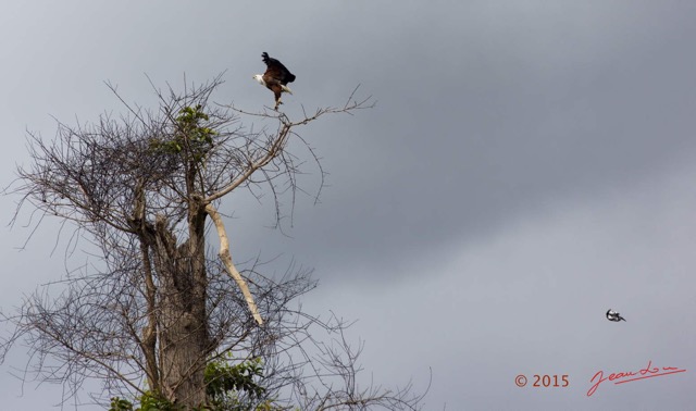 146 LOANGO 2 Akaka Riviere Rembo Ngove Sud Oiseau Aves Pygargue Vocifere Haliaeetus vocifer en Vol 15E5K3IMG_107600wtmk.jpg