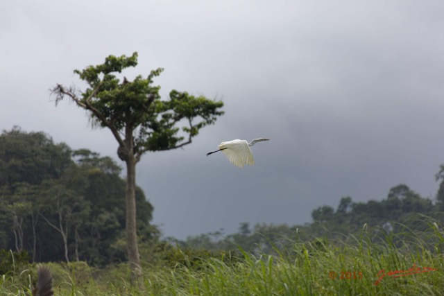 151 LOANGO 2 Akaka Riviere Rembo Ngove Sud Oiseau Aves Grande Aigrette Egretta alba en Vol 15E5K3IMG_107610wtmk.jpg