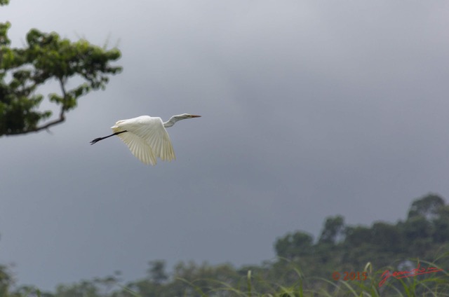 152 LOANGO 2 Akaka Riviere Rembo Ngove Sud Oiseau Aves Grande Aigrette Egretta alba en Vol 15E5K3IMG_107610awtmk.jpg