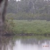 031 LOANGO 2 Akaka le Lodge le Restaurant le Matin Vue sur Marecage et Elephants 15E5K3IMG_107054wtmk.jpg