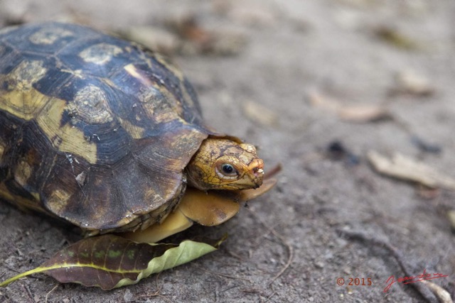 034 LOANGO 2 Akaka le Lodge Tortue Terrestre Testudines Testudinidae Kinixys erosa 15E5K3IMG_107064wtmk.jpg