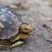 034 LOANGO 2 Akaka le Lodge Tortue Terrestre Testudines Testudinidae Kinixys erosa 15E5K3IMG_107064wtmk.jpg