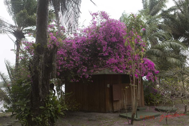 030 LOANGO 2 le Lodge Bungalow et Bougainvillee 15E5K3IMG_105991wtmk.jpg