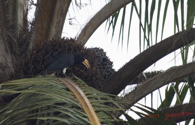 085 LOANGO 2 le Lodge Oiseau Aves Calao Longibande Tockus fasciatus 15E5K3IMG_106066wtmk.jpg