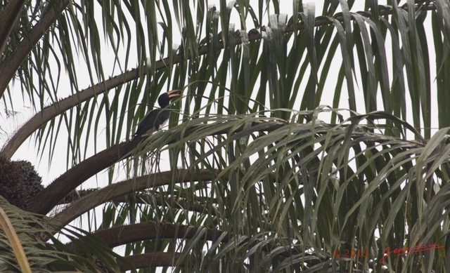 089 LOANGO 2 le Lodge Oiseau Aves Calao Longibande Tockus fasciatus 15E5K3IMG_106082wtmk.jpg