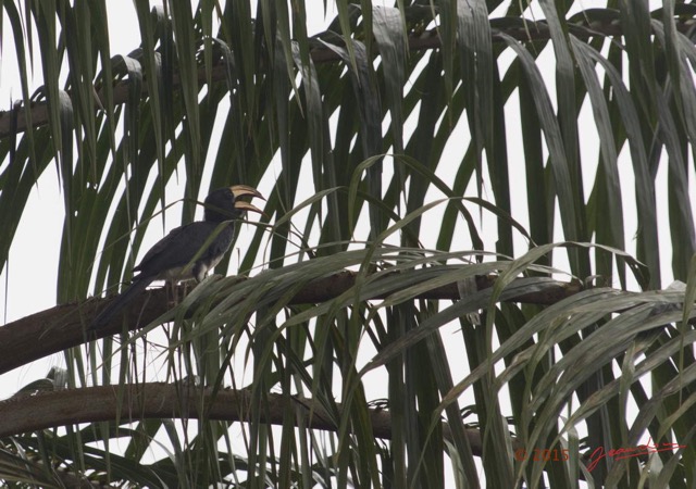 091 LOANGO 2 le Lodge Oiseau Aves Calao Longibande Tockus fasciatus 15E5K3IMG_106085wtmk.jpg