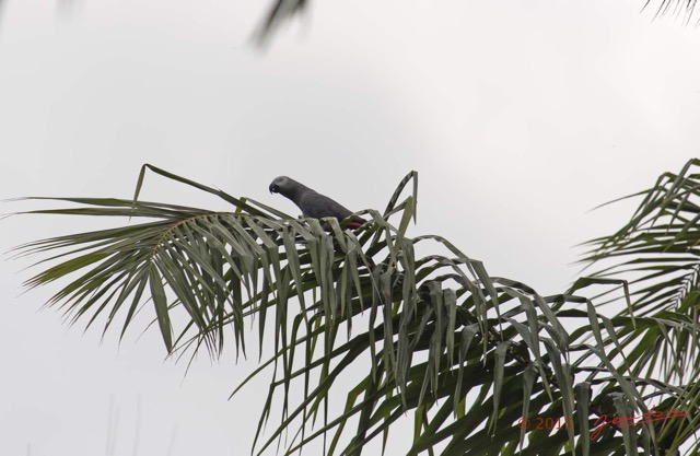 099 LOANGO 2 le Lodge Oiseau Aves Perroquet Jaco Psittacus erithacus 15E5K3IMG_106114wtmk.jpg