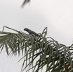 099 LOANGO 2 le Lodge Oiseau Aves Perroquet Jaco Psittacus erithacus 15E5K3IMG_106114wtmk.jpg