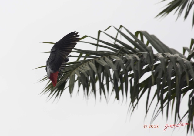 100 LOANGO 2 le Lodge Oiseau Aves Perroquet Jaco Psittacus erithacus 15E5K3IMG_106115wtmk.jpg