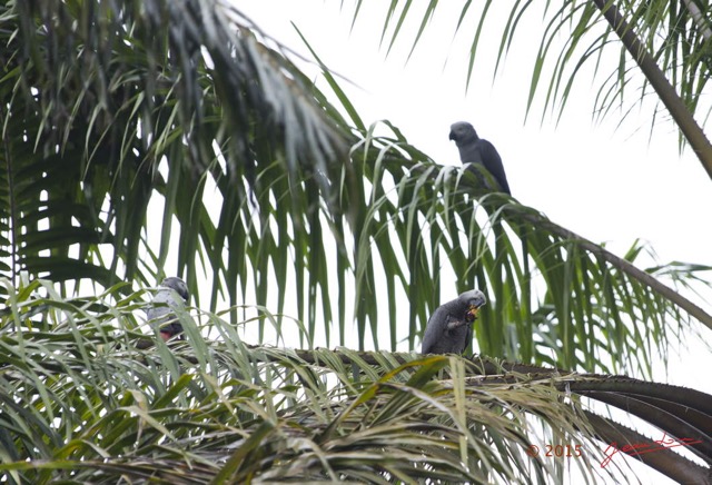 107 LOANGO 2 le Lodge Oiseau Aves Perroquet Jaco Psittacus erithacus Mangeant une Noix de Palme 15E5K3IMG_106128wtmk.jpg