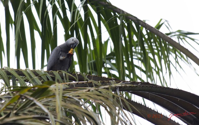 108 LOANGO 2 le Lodge Oiseau Aves Perroquet Jaco Psittacus erithacus Mangeant une Noix de Palme 15E5K3IMG_106129wtmk.jpg