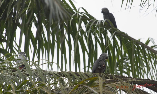 109 LOANGO 2 le Lodge Oiseau Aves Perroquet Jaco Psittacus erithacus Mangeant une Noix de Palme 15E5K3IMG_106130wtmk.jpg