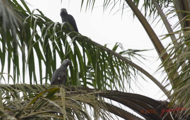 112 LOANGO 2 le Lodge Oiseau Aves Perroquet Jaco Psittacus erithacus Mangeant une Noix de Palme 15E5K3IMG_106136wtmk.jpg