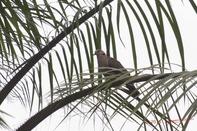 114 LOANGO 2 le Lodge Oiseau Aves Tourterelle a Collier Streptopelia semitorquata 15E5K3IMG_106054wtmk.jpg