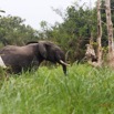 049 LOANGO 2 Akaka Riviere Rembo Ngove Nord Berge et Mammalia Proboscidea Elephant Loxodonta africana cyclotis 15E5K3IMG_106860wtmk.jpg