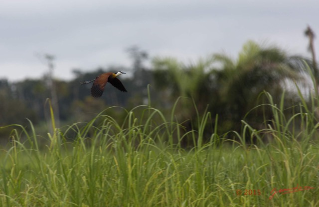 116 LOANGO 2 Akaka Riviere Rembo Ngove Nord Retour Oiseau Aves Jacana a Poitrine Doree Actophilornis africana en Vol 15E5K3IMG_107830wtmk.jpg