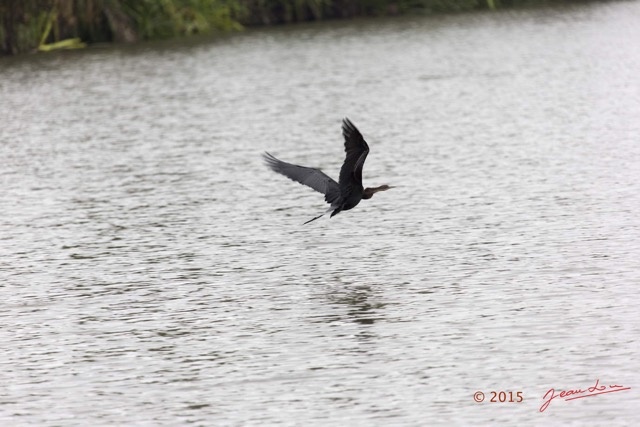 122 LOANGO 2 Akaka Riviere Rembo Ngove Nord Retour Oiseau Aves Anhinga Afrique Anhinga rufa en Vol 15E5K3IMG_107849wtmk.jpg