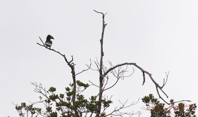 013 LOANGO 2 la Lagune Iguela Oiseau Aves Calao Siffleur Bycanistes fistulator 15E5K3IMG_106694wtmk.jpg