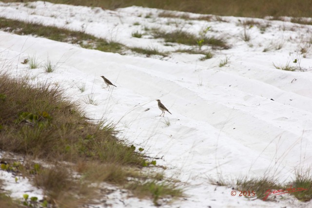 014 LOANGO 2 la Lagune Iguela Oiseau Aves Pipit a Longues Pattes Anthus pallidiventris 15E5K3IMG_106703wtmk.jpg