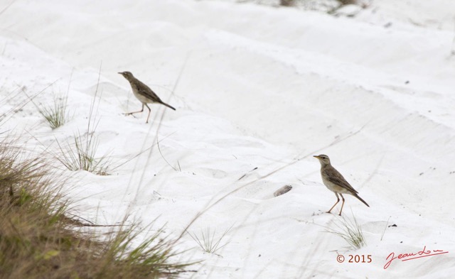 015 LOANGO 2 la Lagune Iguela Oiseau Aves Pipit a Longues Pattes Anthus pallidiventris 15E5K3IMG_106703awtmk.jpg