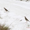 015 LOANGO 2 la Lagune Iguela Oiseau Aves Pipit a Longues Pattes Anthus pallidiventris 15E5K3IMG_106703awtmk.jpg