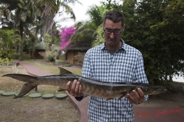 024 LOANGO 2 la Lagune Iguela la Peche Prise Barracuda 15E5K3IMG_106583wtmk.jpg