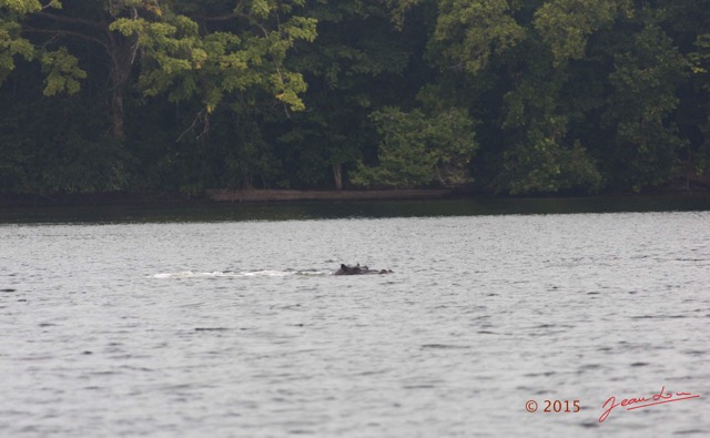 032 LOANGO 2 la Lagune Iguela Mammalia Hippopotame Hippopotamus amphibius 15E5K3IMG_107989wtmk.jpg