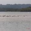 036 LOANGO 2 la Lagune Iguela Oiseaux Sternes et Bec en Ciseaux 15E5K3IMG_107997wtmk.jpg