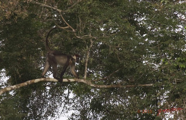 027 LOANGO 2 Rabi-Iguela Piste Arbres et Primates Singe Cercocebe a Collier Cercocebus torquatus 15E5K3IMG_105911wtmk.jpg