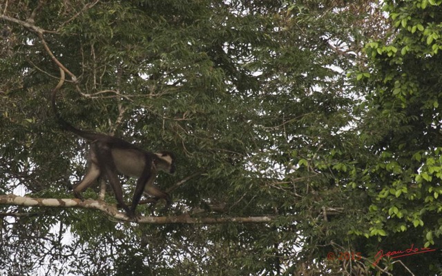 029 LOANGO 2 Rabi-Iguela Piste Arbres et Primates Singe Cercocebe a Collier Cercocebus torquatus 15E5K3IMG_105912awtmk.jpg