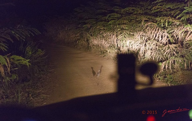 030 LOANGO 2 Rabi-Iguela Piste la Nuit et Oiseau Aves Oedicneme Vermicule Burhinus vermiculatus 15E5K3IMG_105919wtmk.jpg