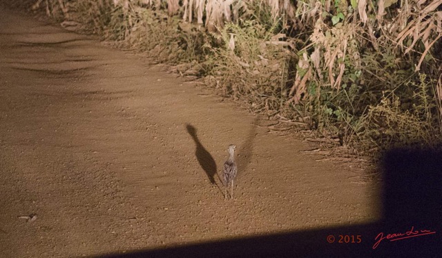 031 LOANGO 2 Rabi-Iguela Piste la Nuit et Oiseau Aves Oedicneme Vermicule Burhinus vermiculatus 15E5K3IMG_105920wtmk.jpg