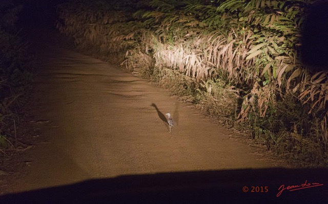 032 LOANGO 2 Rabi-Iguela Piste la Nuit et Oiseau Aves Oedicneme Vermicule Burhinus vermiculatus 15E5K3IMG_105922wtmk.jpg