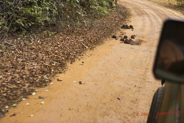 059 LOANGO 2 Iguela-Rabi Piste et Feces Elephant 15E5K3IMG_108080wtmk.jpg