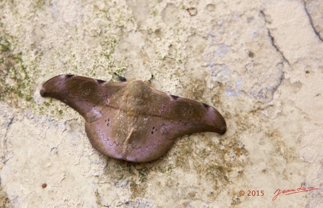 067 LOANGO 2 Iguela-Rabi Check-Point Nord Insecta Heterocera Saturniidae Orthogonioptilum sp 15E5K3IMG_108096wtmk.jpg