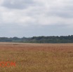 025 Loango 2 Tassi Piste et Savane Pano SB DSC_104214bwtmk.jpg