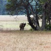 093 LOANGO 2 Tassi Savane Seche Bosquet et Buffle Syncerus caffer nanus 15E5K3IMG_106459wtmk.jpg