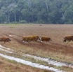 107 LOANGO 2 Tassi Savane Seche et Mammalia Artiodactyla Potamochere Potamochoerus porcus en Troupeau 15E5K3IMG_106499wtmk.jpg