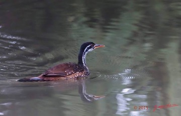 LOANGO-2-Akaka-Riviere-Rembo-Ngove-Nord-Retour-Oiseau-Aves-Grebifoulque-Afrique-Podica-senegalensis-femelle-15E5K3IMG_107897awtmk-web