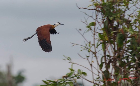 LOANGO-2-Akaka-Riviere-Rembo-Ngove-Nord-Retour-Oiseau-Aves-Jacana-a-Poitrine-Doree-Actophilornis-africana-en-Vol-15E5K3IMG_107829awtmk-Web