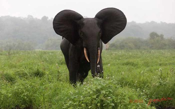 LOANGO-2-Akaka-Riviere-Rembo-Ngove-Sud-Mammalia-Proboscidea-Elephant-Loxodonta-africana-cyclotis-15E5K3IMG_107225wtmk-web