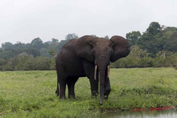 LOANGO-2-Akaka-Riviere-Rembo-Ngove-Sud-Mammalia-Proboscidea-Elephant-Loxodonta-africana-cyclotis-15E5K3IMG_107456wtmk-web