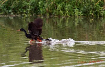 LOANGO-2-Akaka-Riviere-Rembo-Ngove-Sud-Oiseau-Aves-Grebifoulque-Afrique-Podica-senegalensis-male-en-Vol-15E5K3IMG_107565awtmk-web