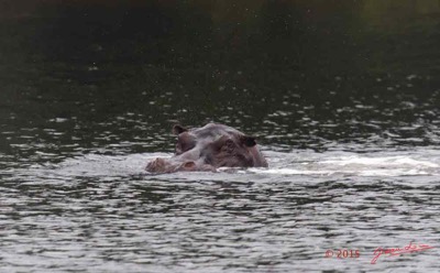 LOANGO-2-la-Lagune-Iguela-Mammalia-Hippopotame-Hippopotamus-amphibius-15E5K3IMG_107969awtmk-web