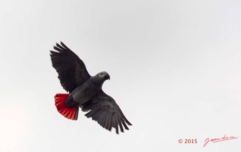 LOANGO-2-le-Lodge-Oiseau-Aves-Perroquet-Jaco-Psittacus-erithacus-en-Vol-15E5K3IMG_106140wtmk-web