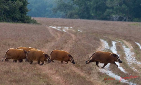 LOANGO-2-Tassi-Savane-Seche-et-Mammalia-Artiodactyla-Potamochere-Potamochoerus-porcus-en-Troupeau-15E5K3IMG_106496awtmk-Web