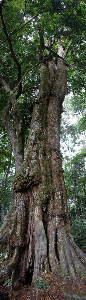 Loango-Foret-Inondee-Arbre-Pano-4awtmk-Web