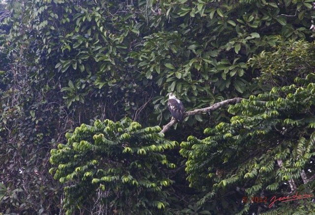018 Riviere MPIVIE Oiseau Pygargue Vocifere Haliaeetus vocifer 12E5K2IMG_78330wtmk.jpg