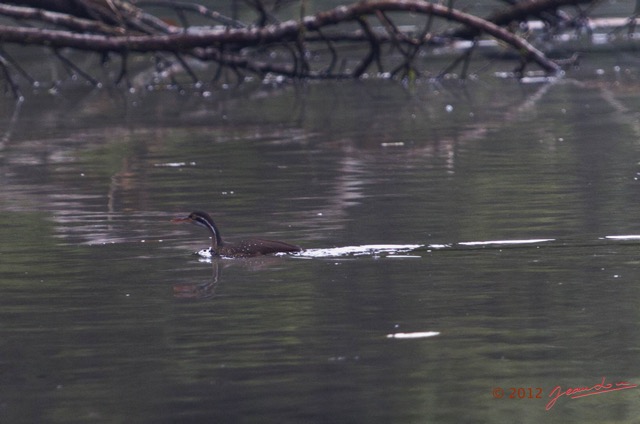 023 Riviere MPIVIE Oiseau Grebifoulque Afrique Podica senegalensis 12E5K2IMG_78342wtmk.jpg