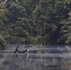 027 Riviere MPIVIE Oiseau Anhinga Afrique Anhinga rufa 12E5K2IMG_78349wtmk.jpg